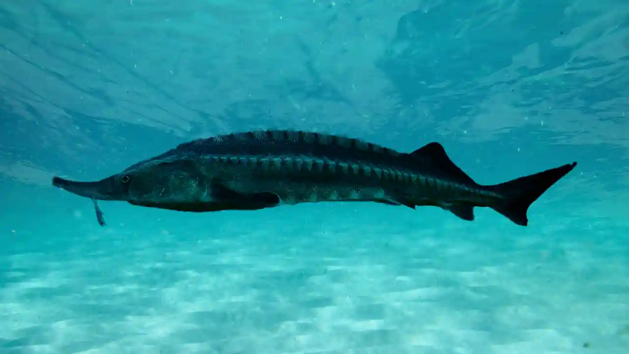 Beluga Sturgeon: The Largest freshwater fish in the World.