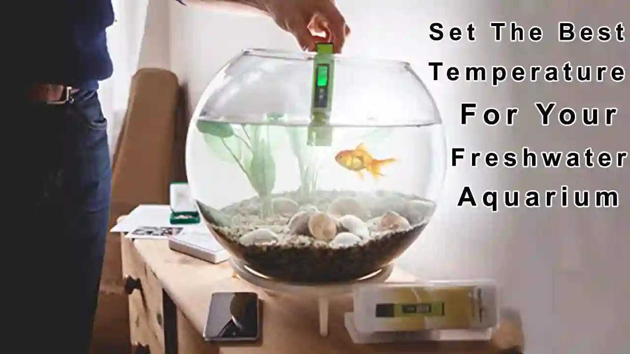 Best Temperature for your Freshwater Aquarium
