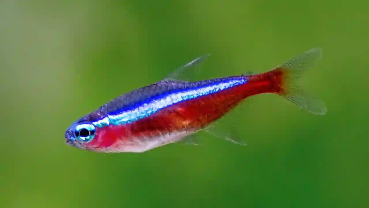 Cardinal Tetra Fish