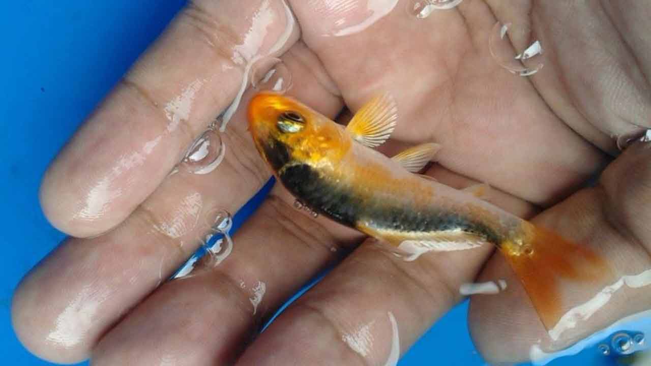 How to Care for Baby Fish in an Aquarium : An Ultimate Guide