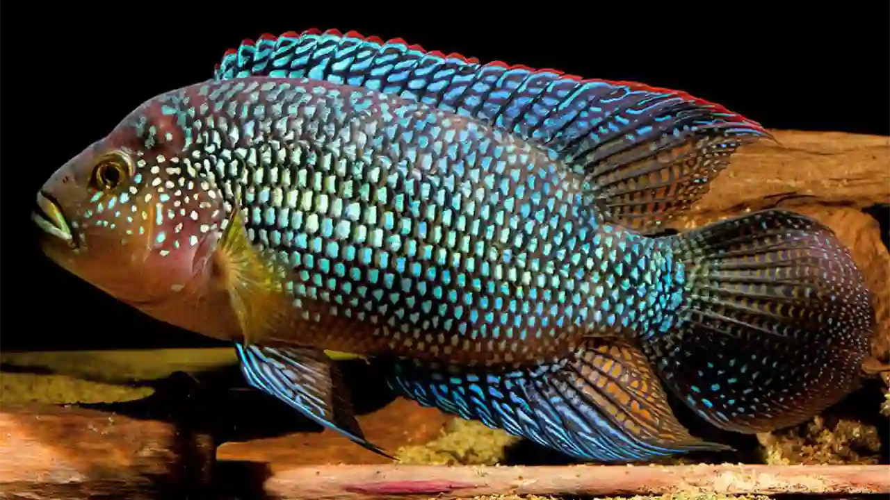 Cichlid Jack Dempsey Fish