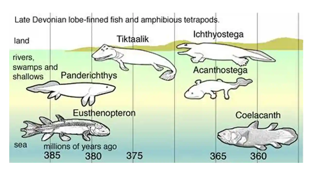 Story of Fish Evolution: How Fish Came to Earth?
