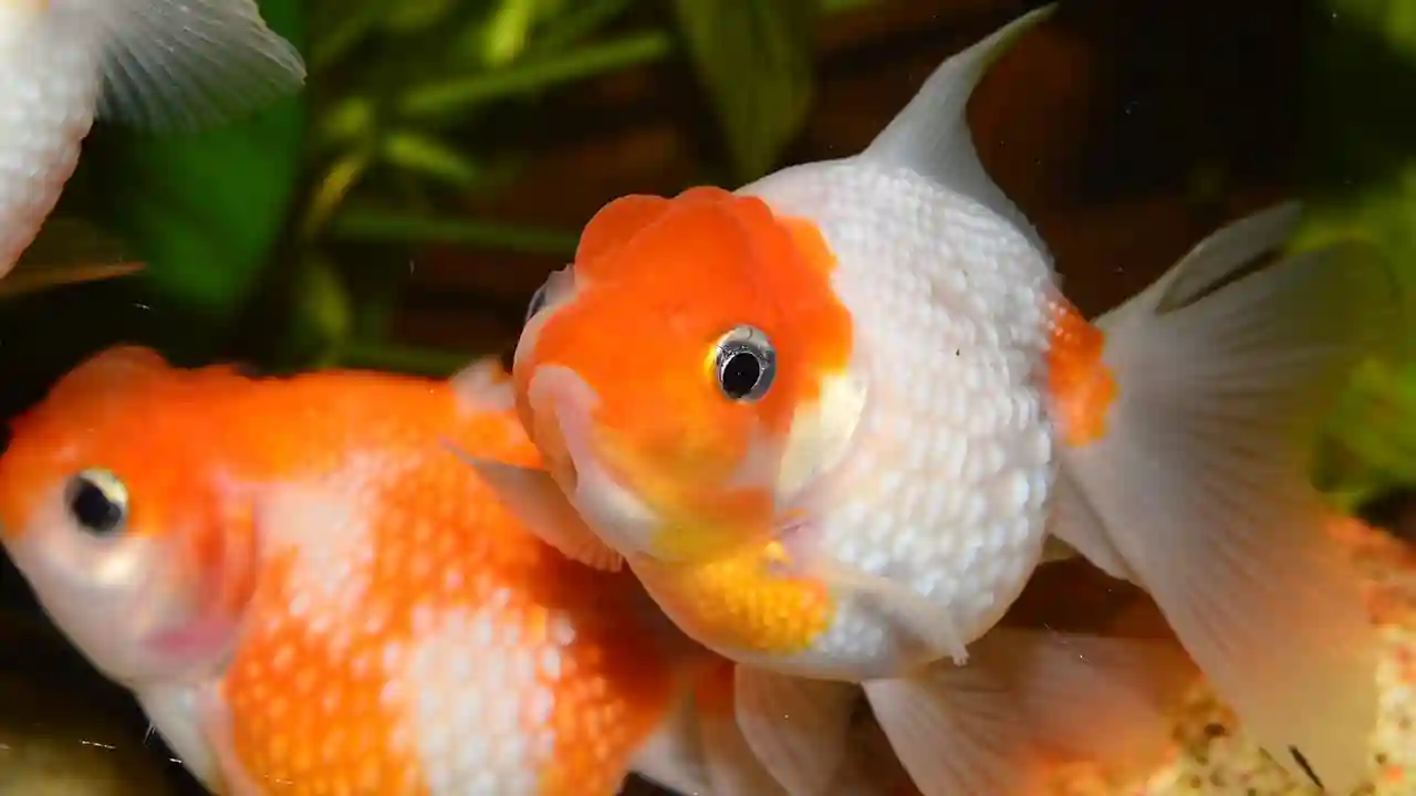 10 Most common fish for Freshwater Aquarium