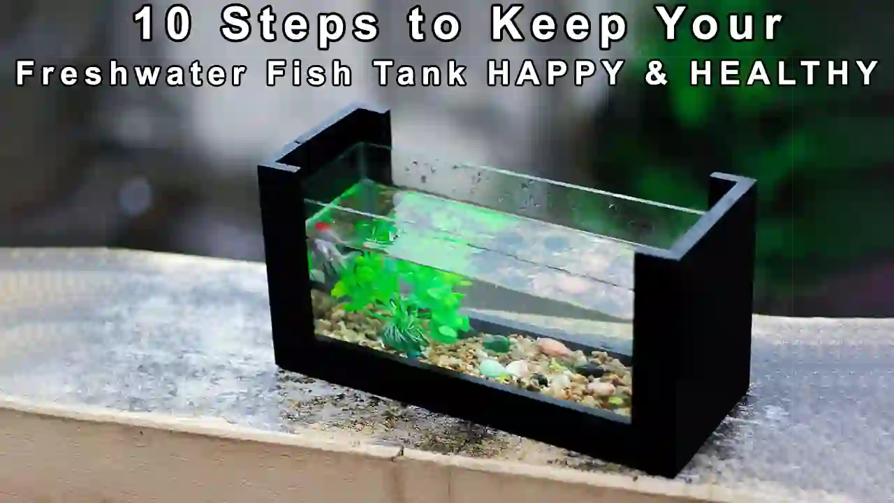 How to Keep your Freshwater Fish Tank healthy and Happy