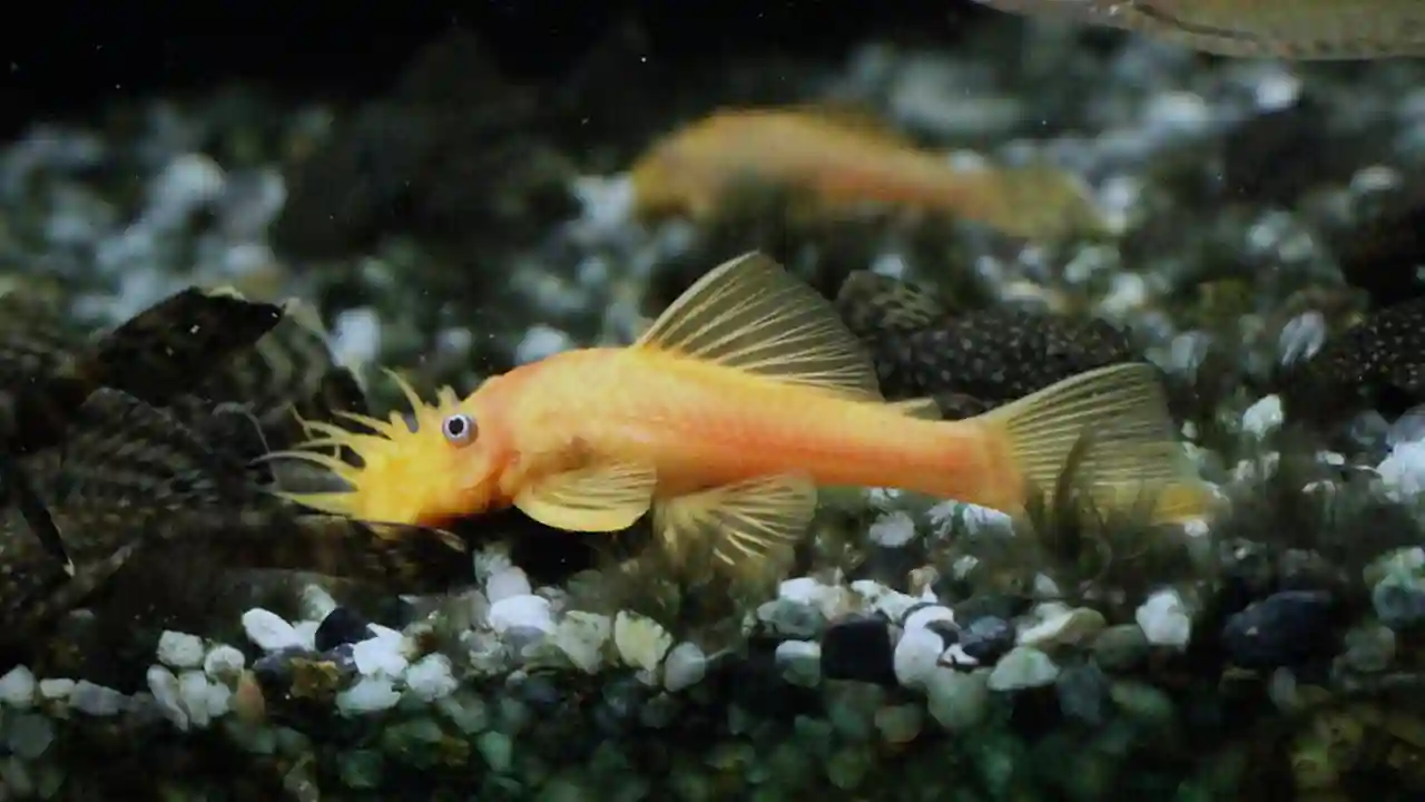 Pleco Bristlenose Freshwater Fish