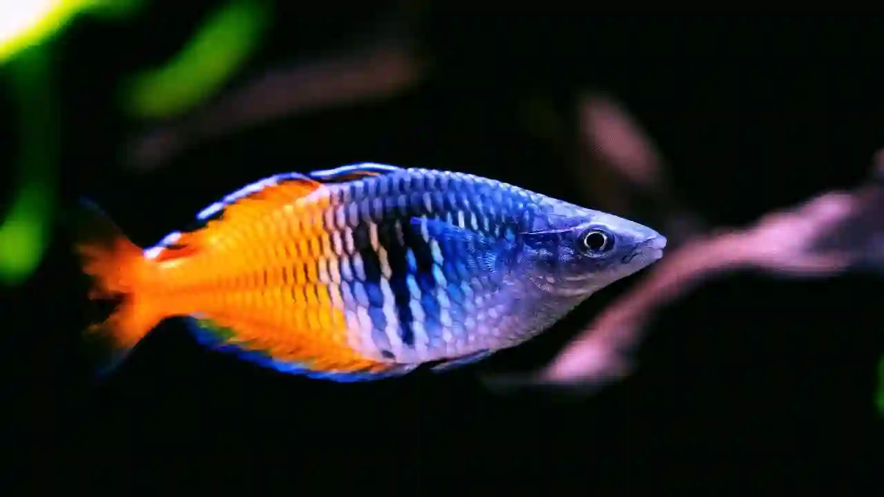 Rainbow Boesemani Fish